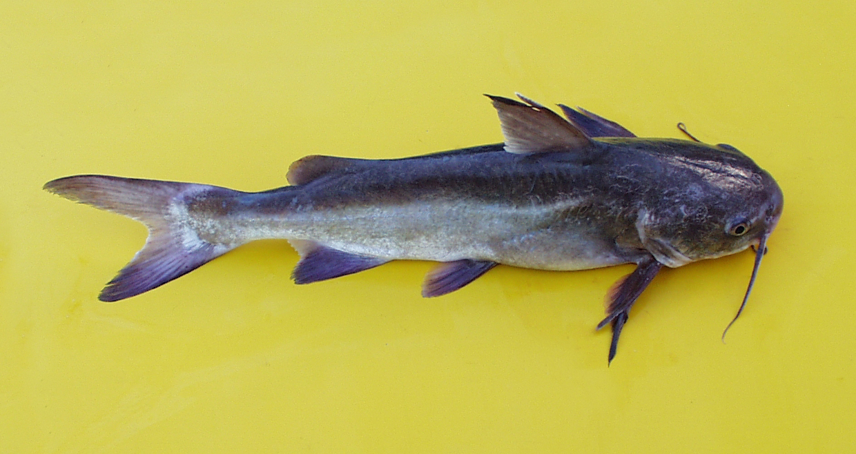 Galeichthys feliceps Valenciennes, 1840